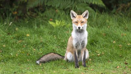 Un renard roux dans la for&ecirc;t d'Ashdown, Sussex, en Angleterre. (JAMES WARWICK / GETTY IMAGES)