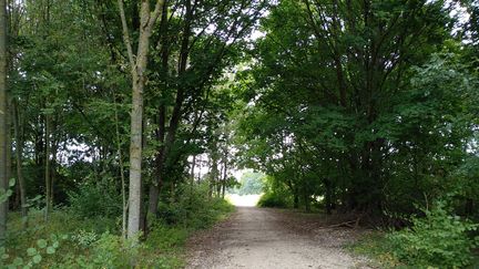 La forêt qui couvre une partie du parc du Sausset, entre Villepinte et Aulnay-sous-Bois (93). (CELINE AUTIN)