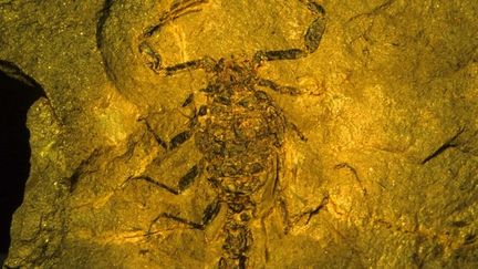 Un scorpion fossilis&eacute; dans le Bas-Rhin le 26 novembre 2007. Celui d&eacute;couvert en Afrique du Sud en 2013 est le plus vieil animal terrestre d&eacute;couvert dans l'h&eacute;misph&egrave;re sud. (MICHEL RAUCH / AFP)