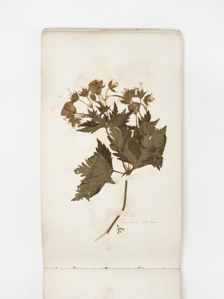 Herbier de plantes alpines Début du 19e siècle Europe, Alpes Collection de Clémence Lortet, dons de sa famille en 1929 et 2009 (© musée des Confluences – Bertrand Stofleth)