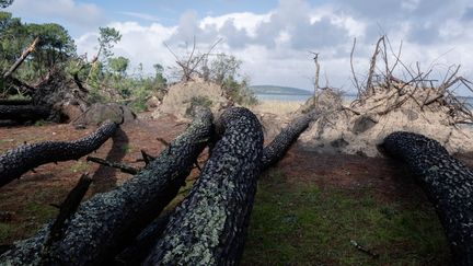 After the passage of storm Domingos, trees are uprooted on November 5, 2023, in Biscarosse (Landes).  (VALENTINO BELLONI / HANS LUCAS / AFP)