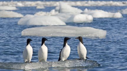 Les guillemots sont les oiseaux marins qui sont le plus recueillis en ce début d'année 2018 par Alca Torda dans les Landes. (Photo d'illustration) (MCPHOTO / BLICKWINKEL)