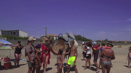 Dans l’Hérault, le village de Frontignan ne peut plus utiliser de machines pour laver les plages. Une association propose d’utiliser des dromadaires pour permettre le nettoyage.