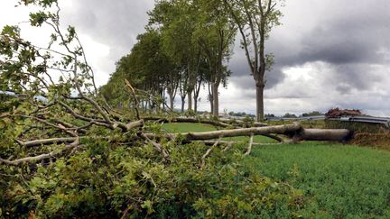 Dégâts après une tempête&nbsp;près de Revel (Haute-Garonne), le 7 juillet 2014. (MAXPPP)