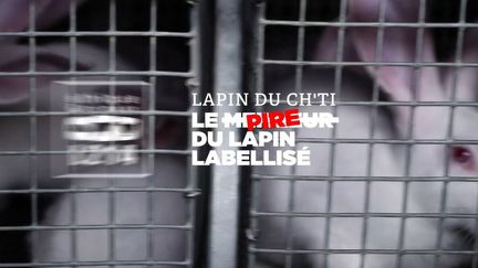 Dans une vidéo, l'association L214 montre des lapins de Noordpeene, situé entre Calais et Lille, entassés et malades. (Capture d'écran L214.com)