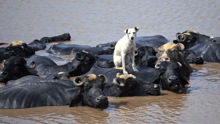 Ce chien a visiblement confondu ce troupeau de buffles venu se raffraichir avec un ponton, Lahore (Pakistan), le 28 ao&ucirc;t 2012. (MOHSIN RAZA / REUTERS)