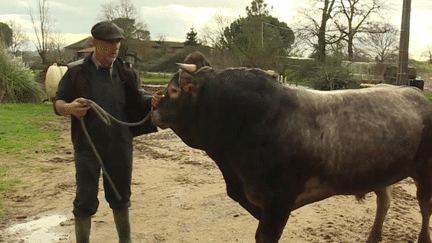 Salon de l’agriculture 2024 : dans les Landes, derniers préparatifs avec le grand jour (FRANCEINFO)