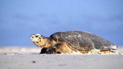 Mexique : les tortues arrivent...