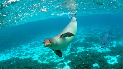 Un phoque moine d'Hawa&iuml;, photographi&eacute; le 15 juin 2006 dans les &icirc;les du Nord-ouest d'Hawa&iuml;. (JAMES WATT / NOAA / AFP)