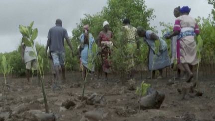 Kenya : la mangrove, une méthode naturelle pour lutter contre le réchauffement climatique