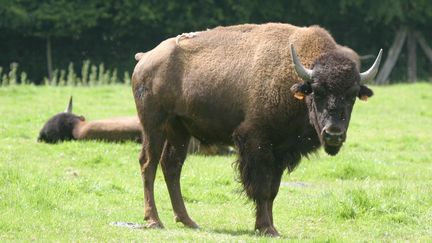 Un bison en Seine-Maritime (Normandie).&nbsp; (GILLES TARGAT / AFP)