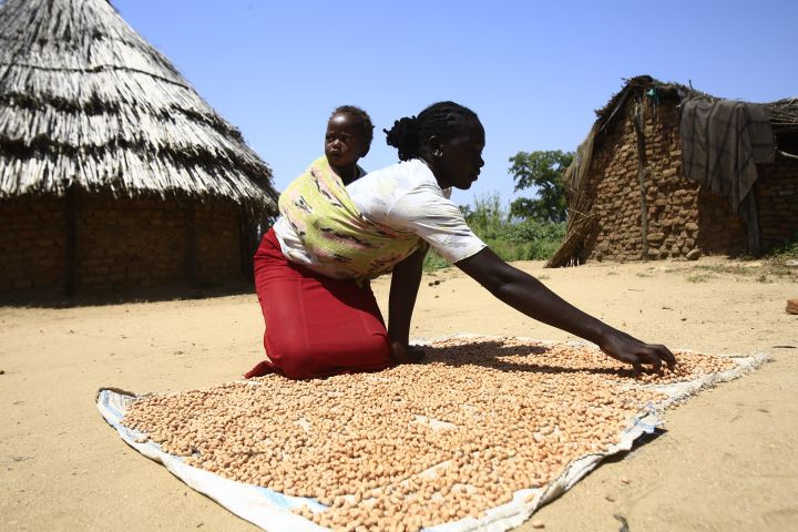 Une oudanaise du Darfour fait sécher sa récolte de cacahuètes devant sa maison, le 10 octobre 2019, dans le village de Shattaya où elle est revenue il y a un an. (ASHRAF SHAZLY / AFP)