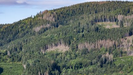 Sécheresse : les forêts françaises ne sont pas épargnées