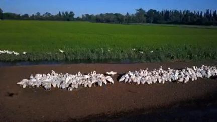 Camargue : des canards pour désherber les rizières