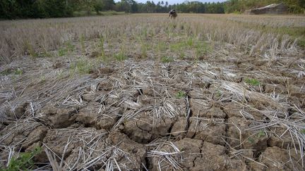 A dry field, in Java, Indonesia, in August 2023. (DASRIL ROSZANDI / ANADOLU AGENCY / AFP)