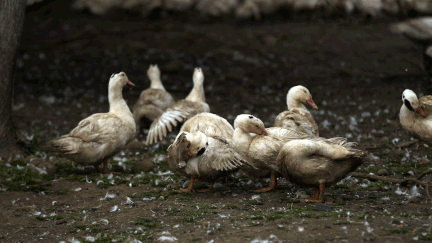 &nbsp; (Un nouvel élevage de canards est touché par la grippe aviaire en Dordogne © MaxPPP)