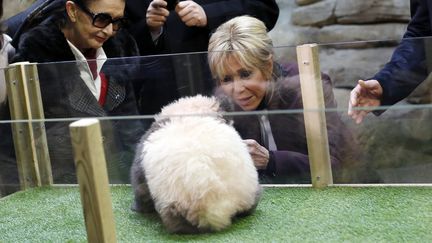 Brigitte Macron et le panda Yuan Meng le 4 décembre 2017 au Zoo Parc de Beauval (Loire-et-Cher).&nbsp; (THIBAULT CAMUS / AFP)