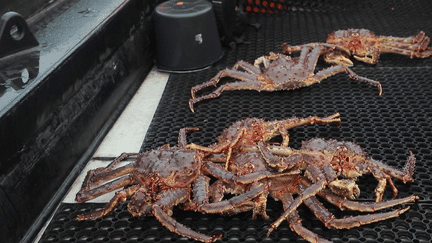 Norvège : à la découverte des pêcheurs de crabe royal