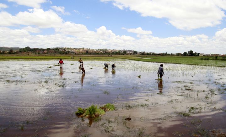 Paysans travaillant dans une rizière près d'Antananarivo le 30 octobre 2013. (THOMAS MUKOYA / X90150)