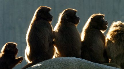 Une famille de macaques dans un zoo de Stuttgart, en Allemagne, le 9 d&eacute;cembre 2003. (BERND WEISSBROD / DPA / AFP)