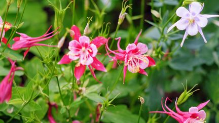 La couleur du jeune plant d'Ancolie peut être complètement différente de la plante mère. (GETTY IMAGES)