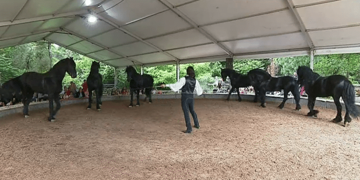 Pendant les répétitions les chevaux montrent ce qu'ils peuvent faire 
 (France 3/ Culturebox)