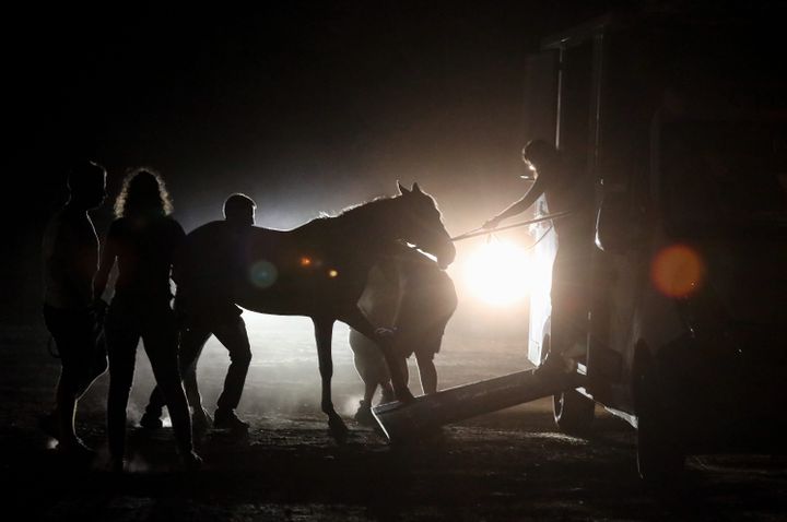 Des chevaux sont évacués près du Luc (Var), dans la nuit de lundi à mardi 17 août. (JEAN FRAN?OIS OTTONELLO / MAXPPP)