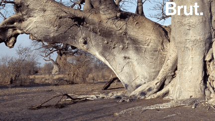 C’est une des emblèmes du continent africain. Les baobabs perdent de leur superbe et meurent progressivement, en dépit de leur robustesse. Explications.