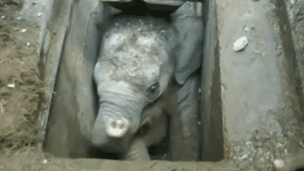 Un jeune éléphant coincé dans une canalisation, à Hambantota, au Sri Lanka, dimanche 29 mai 2016.