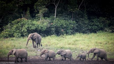 Un groupe d'éléphants traverse une clairière dans le parc national d'Ivindo. Le parc abrite les deux tiers des éléphants de forêt d'Afrique. (AMAURY HAUCHARD / AFP)