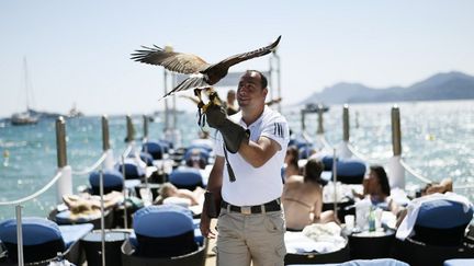 Un fauconnier s'apprête à lancer son rapace à la poursuite des pigeons et des mouettes qui troubleraient la tranquillité des clients...
 (LOIC VENANCE / AFP)