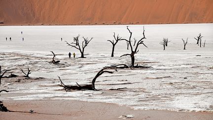 Dead Vlei signifie "marais mort", composé par les mots anglais "dead" (mort) et afrikaan "vlei" (marais). (MATTHIAS TOEDT / DPA-ZENTRALBILD / DPA PICTURE-ALLIANCE)