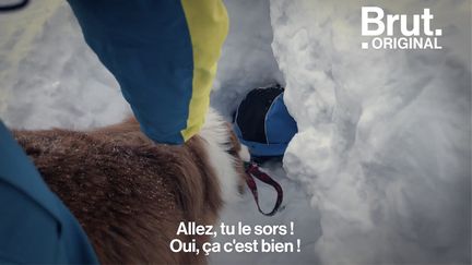 Chiens de sauvetage, chiens guides d'aveugles, chiens policiers... ils peuvent se mettre en péril pour accompagner et aider des personnes. Voici comment ils sont formés.