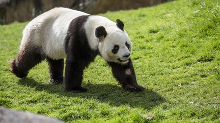 Illustration du panda geant Huan Huan au zoo de Beauval dans le Loir et Cher, le 5 avril 2017. (LEON TANGUY / MAXPPP)