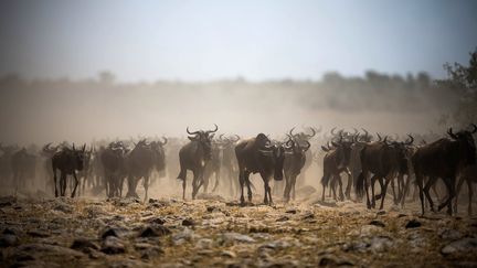 Tanzanie : à la découverte du parc national du Serengeti