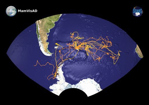 Exemple de tracé des trajets des phoques dans l'Antarctique (St Andrews University)