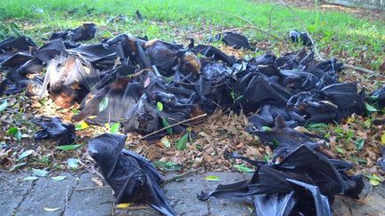 Des chauves-souris mortes dans la ville de Casino, en Australie, le 15 novembre 2014.&nbsp; (DEE HARTIN PHOTOGRAPHY)