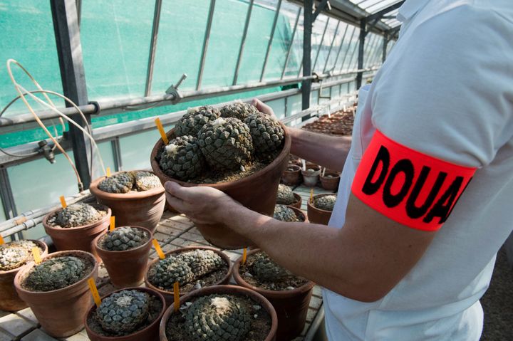 Ces plantes, très prisées par certains collectionneurs mais protégées par la convention CITES, ont été confiées au Muséum national d’Histoire naturelle. (Douanes françaises)