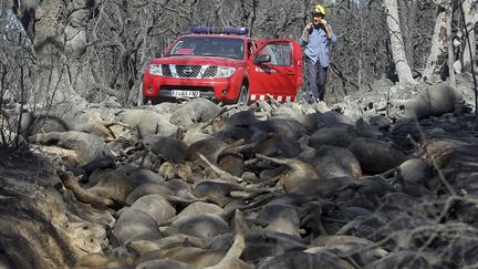 L'incendie a pris au pi&egrave;ge des troupeaux entiers dans la province de G&eacute;rone, en Espagne. (REUTERS)