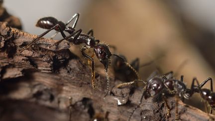 Coronavirus : les animaux pratiquent aussi la distanciation sociale