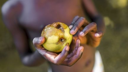 Sécurité alimentaire : 125 pays participent à la première conférence internationale (&nbsp;&copy; Gajus - Fotolia.com)