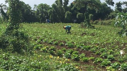 La filière bio en Martinique pourtant en pleine croissance a du mal à satisfaire la demande locale. Alexandre Terne, au Lorrain a opté pour la diversification agricole. (MARTINIQUE 1ERE)