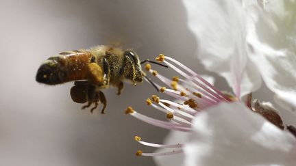 Si l'hiver f&ucirc;t tardif, le printemps semble pr&eacute;coce. A Amman (Jordanie), les abeilles commencent &agrave; butiner, le 28 f&eacute;vrier 2012. (ALI JAREKJI / REUTERS)