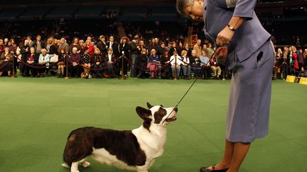 Mais le Westminster Kennel Club Dog Show permet surtout de m&eacute;diatiser les races de chiens prim&eacute;es et ainsi relancer l'int&eacute;r&ecirc;t des particuliers pour la race r&eacute;compens&eacute;e. (MIKE SEGAR / REUTERS)