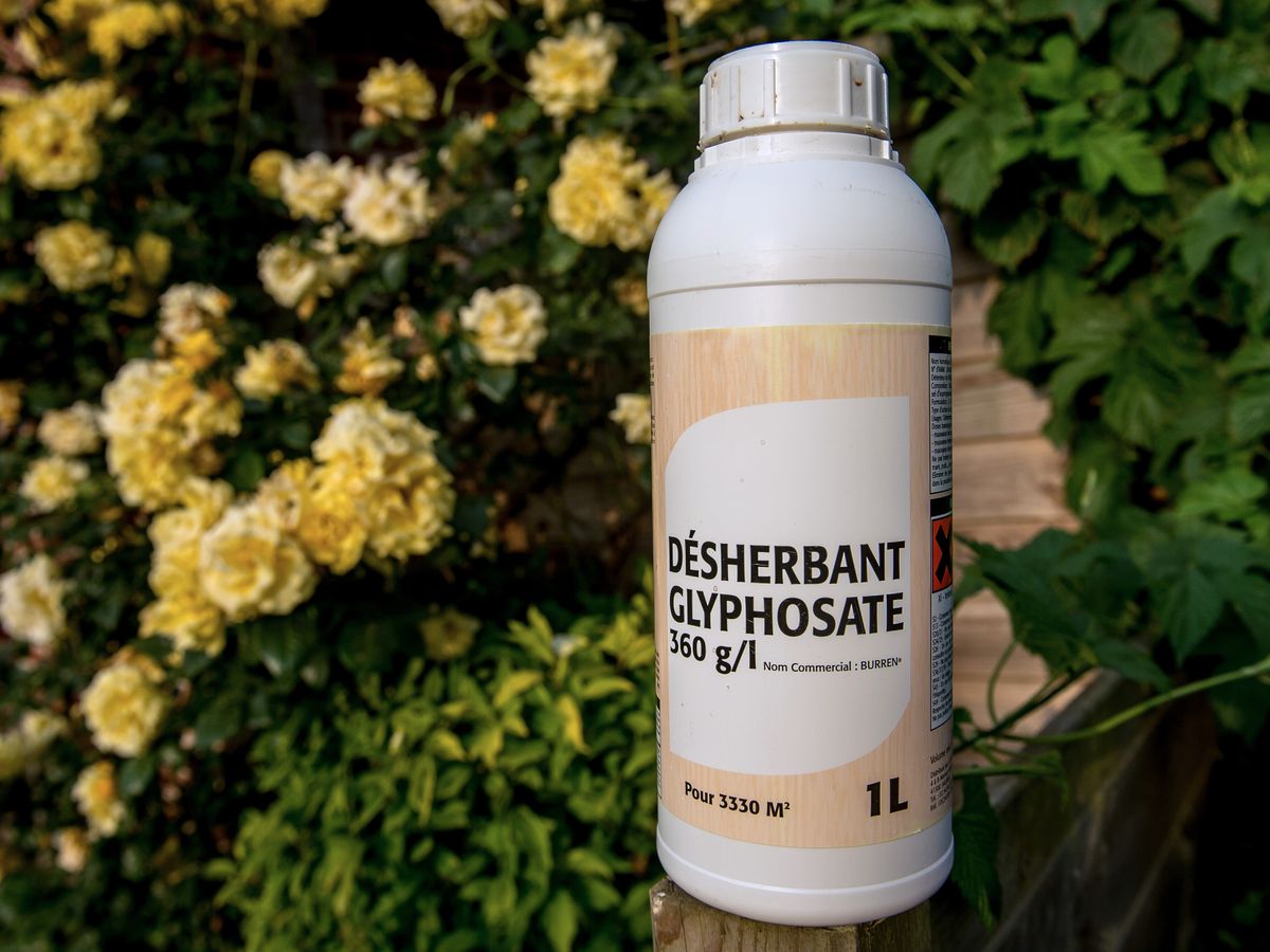 Glyphosate : le point sur ce désherbant qui fait polémique