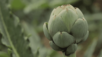 Bretagne : l’artichaut, le légume phare de la région (France 3)