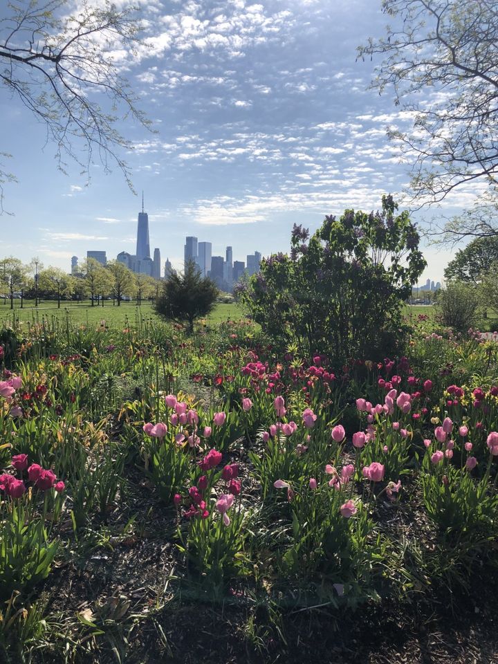 Les gratte ciel de Manhattan vus depuis les prés fleuris du New Jersey de l'autre côté de l'Hudson river (Denis Coubronne)