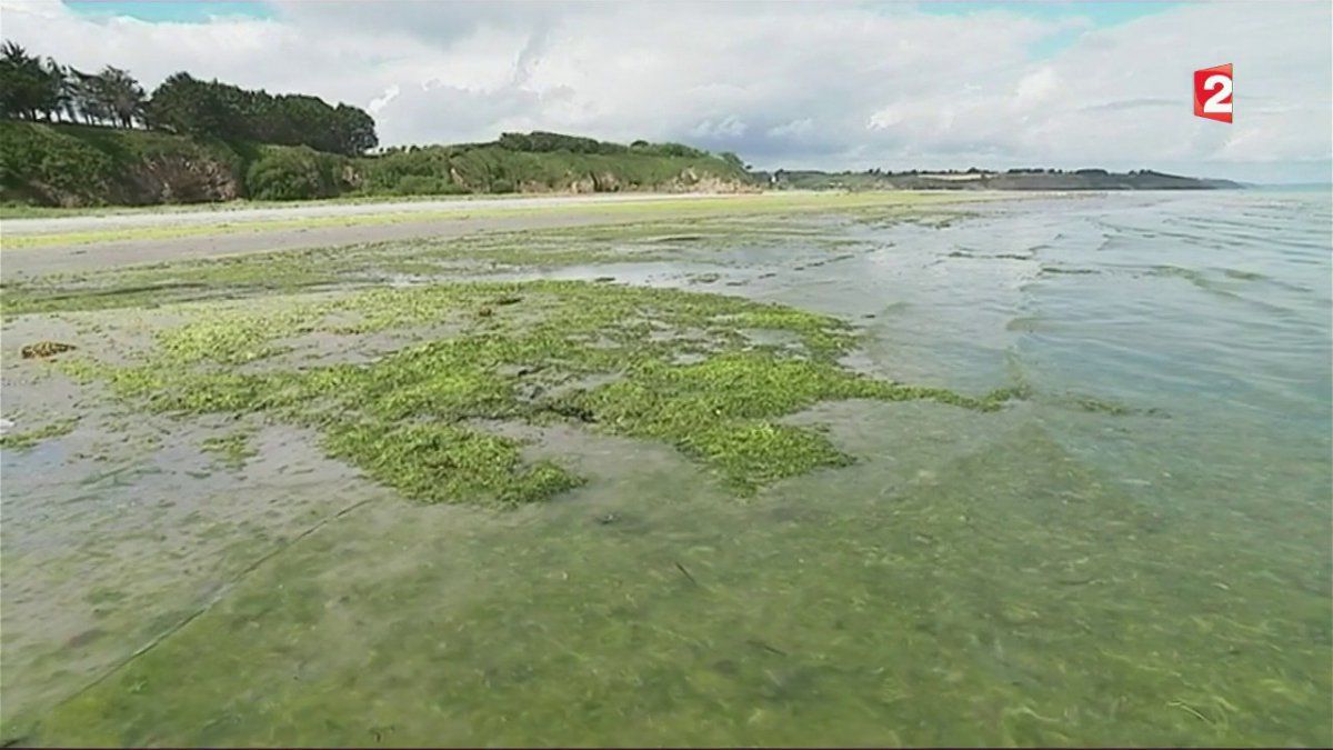 Marée verte : le retour des algues vertes inquiète la Bretagne