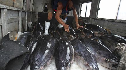 Un p&ecirc;cheur charge des thons dans une camionnette &agrave; Manille (Philippines), le 19 mars 2012.&nbsp; (ROMEO RANOCO / REUTERS)