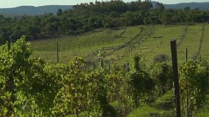 Agriculture : un vigneron français plante ses vignes sous le soleil du Brésil (FRANCE 2)